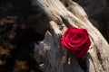A red rose atop a piece of driftwood against a dark blurred background Royalty Free Stock Photo