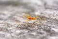 Single red ant Royalty Free Stock Photo