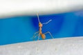 Single red ant Royalty Free Stock Photo