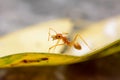 Single red ant Royalty Free Stock Photo