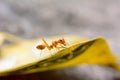 Single red ant Royalty Free Stock Photo