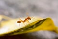 Single red ant Royalty Free Stock Photo