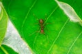 Single red ant Royalty Free Stock Photo