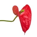 Single red anthurium flower isolated on white Royalty Free Stock Photo