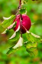 Single red apple, intense colourful background Royalty Free Stock Photo