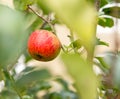 Single red apple in out of focus leaves of tree Royalty Free Stock Photo