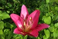 single red Asiatic lily flower after rain Royalty Free Stock Photo