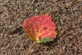 Single red aspen leaf with dewdrops on ground Royalty Free Stock Photo