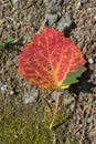 Single red aspen leaf with dewdrops on ground Royalty Free Stock Photo