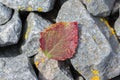 Single red aspen leaf with dewdrops on rocks Royalty Free Stock Photo