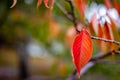 A single Red Autumn Fall Leaves with a selective focus in Adelaide South Australia on 12th April 2018 Royalty Free Stock Photo