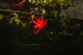 Single Red Autumn Maple Leaf Caught in a Delicate Spider Web in Forest Royalty Free Stock Photo