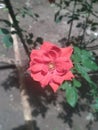 Single red beautiful rose flower natural photo in sunlight