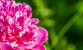 Single red big peony flower closeup on blurry green garden background with placeholder