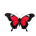 A single red and black butterfly perched on a white background, ideal for designs requiring insect or nature elements Royalty Free Stock Photo
