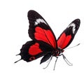 A single red and black butterfly sitting on a white background Royalty Free Stock Photo