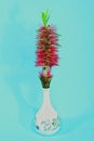 Single Red Bottlebrush flower in a decorative white vase Royalty Free Stock Photo