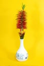 Single Red Bottlebrush flower in a decorative white vase. On yellow Royalty Free Stock Photo