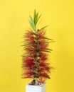 Single Red Bottlebrush flower isolated on yellow Royalty Free Stock Photo