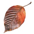 A Single Red and Brown Leaf with Veins Against a Black Background Royalty Free Stock Photo