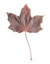 Single red brown maple leaf isolated on white background Royalty Free Stock Photo