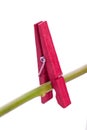 Single red clothes peg Royalty Free Stock Photo
