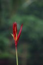 single red Heliconia psittacorum flower blooming after the rain Royalty Free Stock Photo
