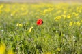 A single red Common Poppy, Papaver rhoeas. Royalty Free Stock Photo