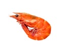 Single red cooked or steamed prawn or shrimp isolated on white background Royalty Free Stock Photo