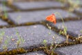 Single red Corn poppy growing between paving stones Royalty Free Stock Photo