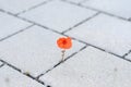 Single red corn poppy sprouting between paving Royalty Free Stock Photo