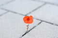 Single red corn poppy sprouting between paving Royalty Free Stock Photo