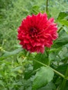 Single red dahlia flower blooming on the flowerbed Royalty Free Stock Photo