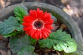 Single red daisy blooming in a garden