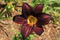 A single red day lily bloom during a sunny day Royalty Free Stock Photo