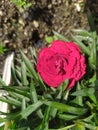 A single red Dianthus Clavel with dew drops. Un clavel rojo con gotas de rocÃÂ­o