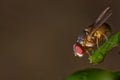 Single red eyed fly on a leaf Royalty Free Stock Photo