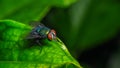 Single red eyed fly macro close up shot Royalty Free Stock Photo