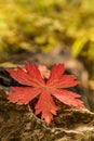 Single red fall leaf on a log with yellow and gold blurred background Royalty Free Stock Photo