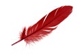 Single red feather bird isolated on white background Royalty Free Stock Photo