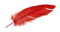 Single red feather bird isolated on white background Royalty Free Stock Photo
