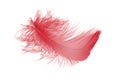 Single red feather isolated on white background Royalty Free Stock Photo