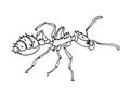 Single red fire ant with strong jaws, social insect, worker or soldier, symbol of aggression & danger