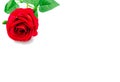 Single red flower beauty. Rose symbal of love and valentine day. isolated on white background with copy space for text greeting ca Royalty Free Stock Photo