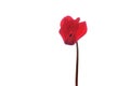 Single red flower of cyclamen on a white background Royalty Free Stock Photo