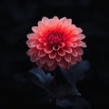 a single red flower on a dark background Royalty Free Stock Photo