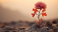a single red flower is growing out of the ground Royalty Free Stock Photo