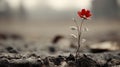 a single red flower is growing out of the ground Royalty Free Stock Photo