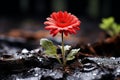 a single red flower growing out of the ground Royalty Free Stock Photo