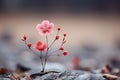 a single red flower is growing out of the ground Royalty Free Stock Photo